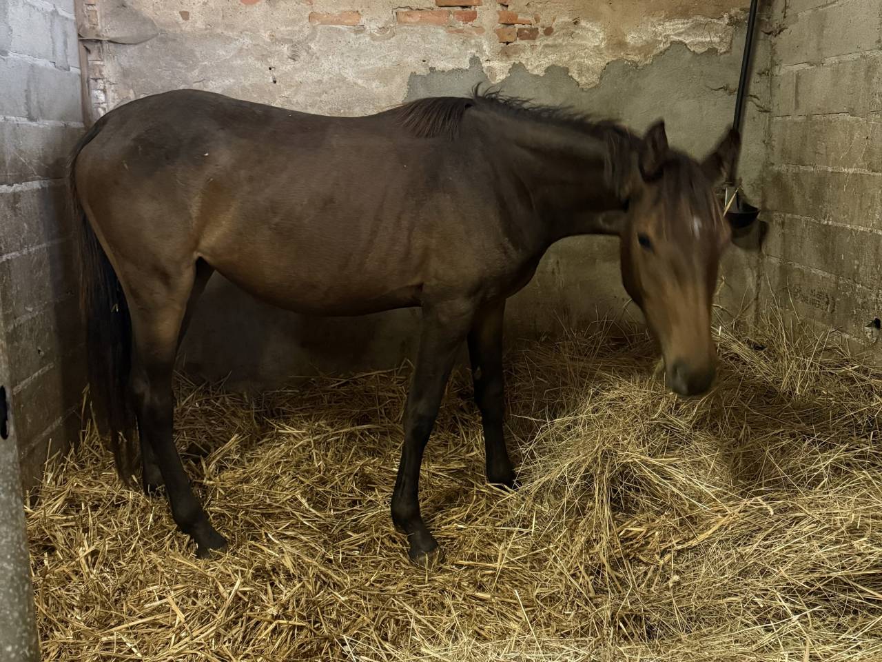 Pouliche sf de 2 ans par Jilbert Van’t Ruytershof