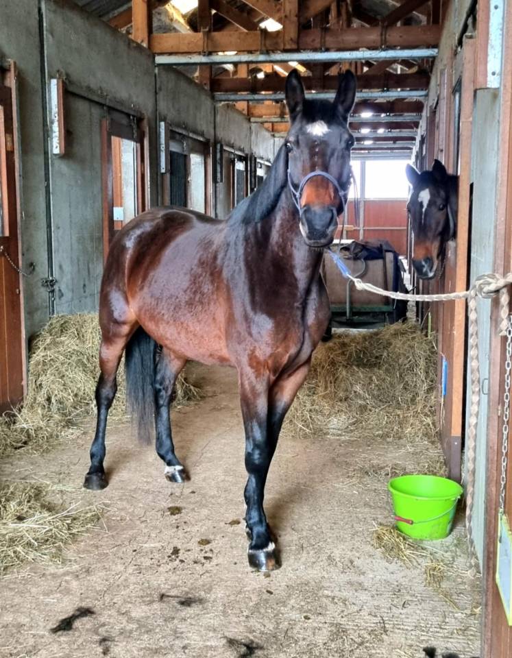 Jument de 7 ans par Diamant de Semilly