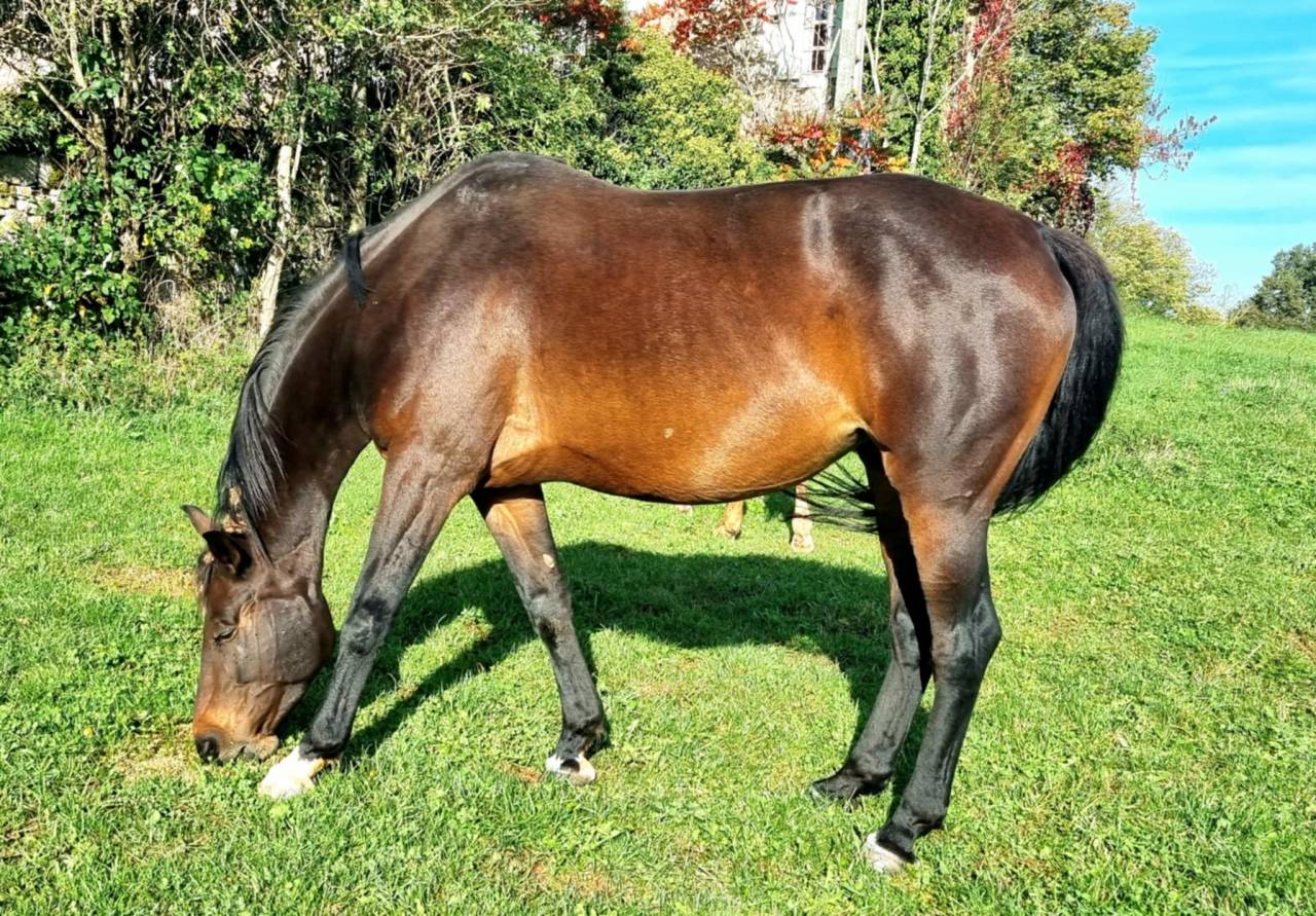 Jument de 7 ans par Diamant de Semilly