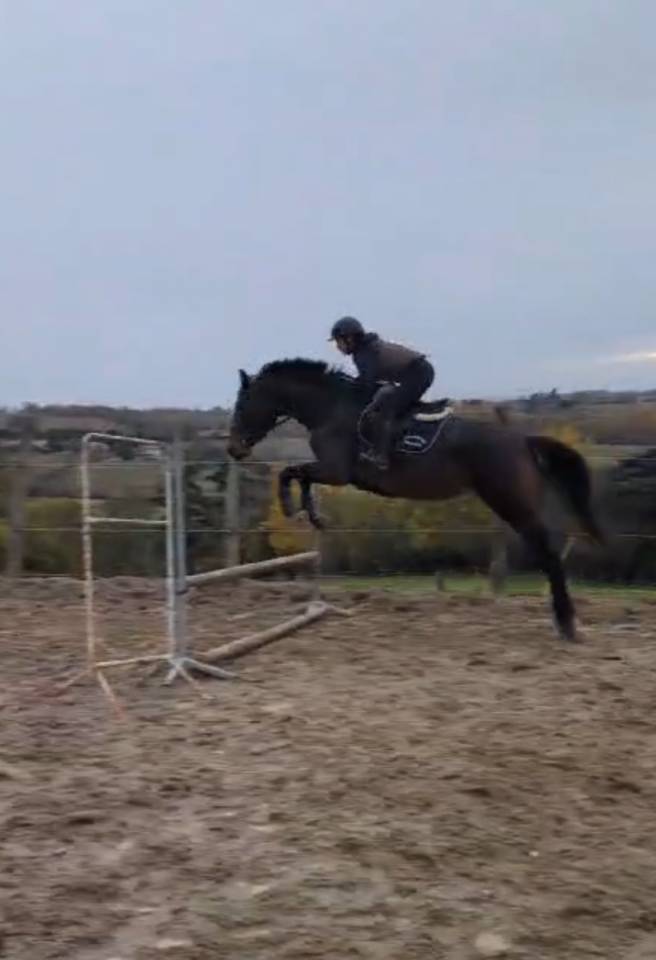 Jument de 7 ans par Diamant de Semilly