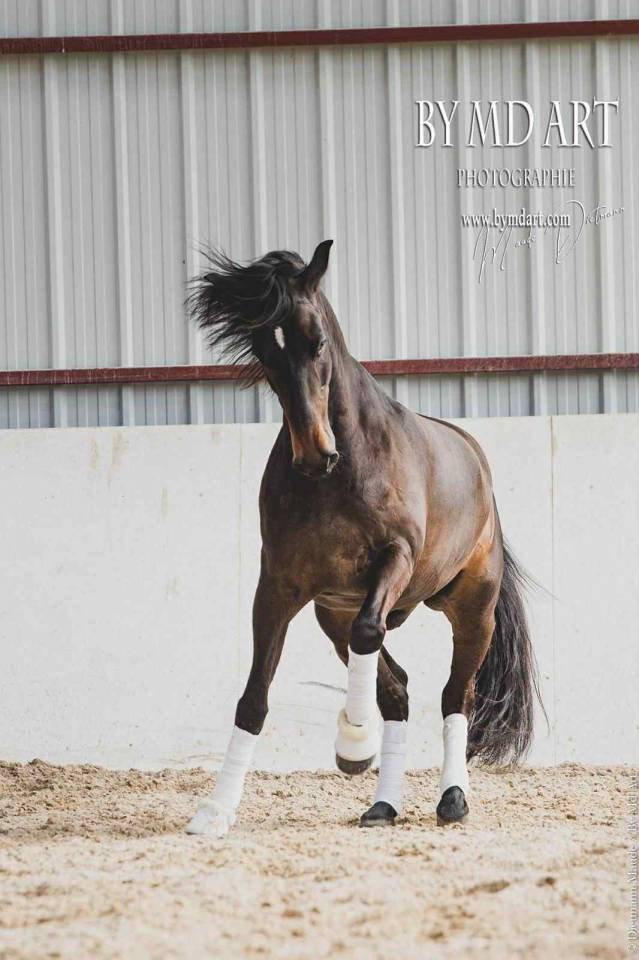 Charisme et complicité – Hongre PRE 13 ans 