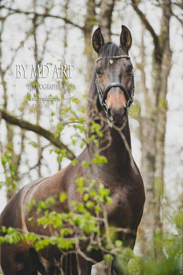 Charisme et complicité – Hongre PRE 13 ans 