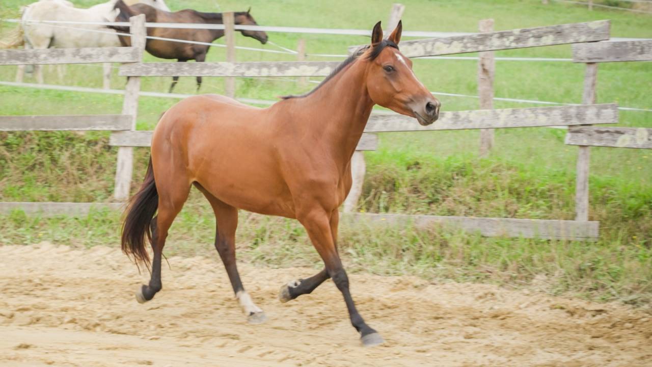 Lya de Lukuya ( mai 2025)