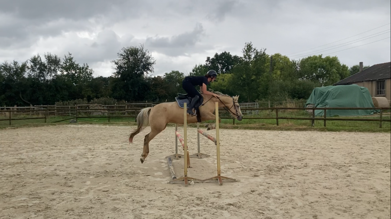 Jument poney de sport et loisirs 