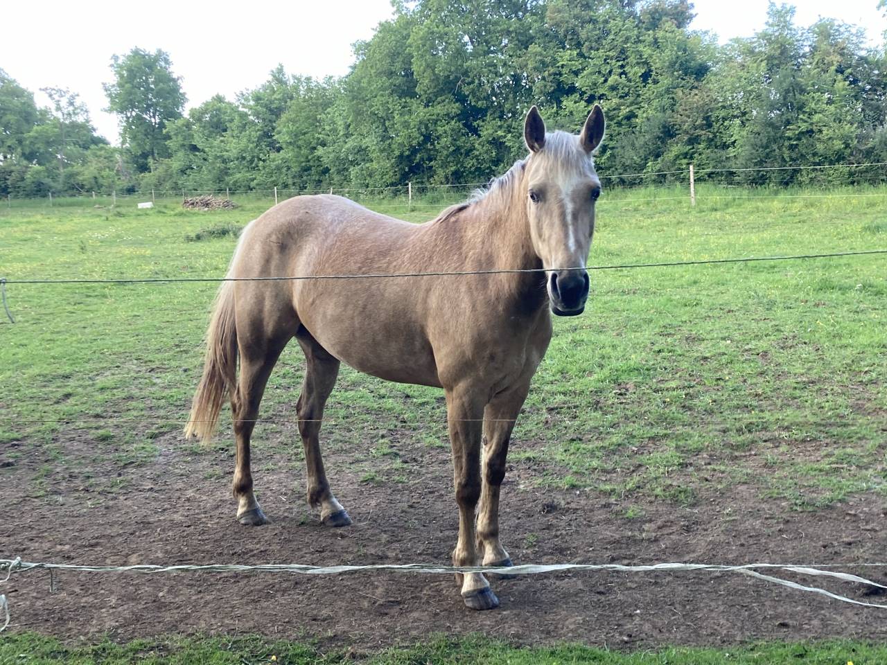 Jument poney de sport et loisirs 