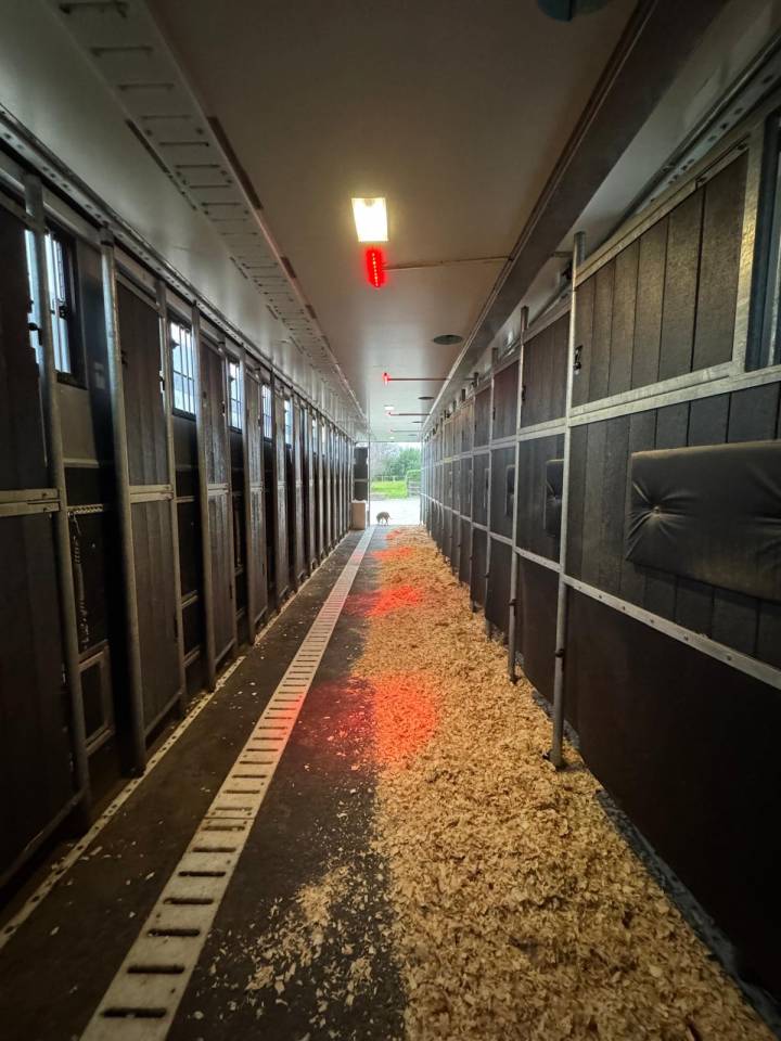 Semi-remorque chevaux 19 places en stalle