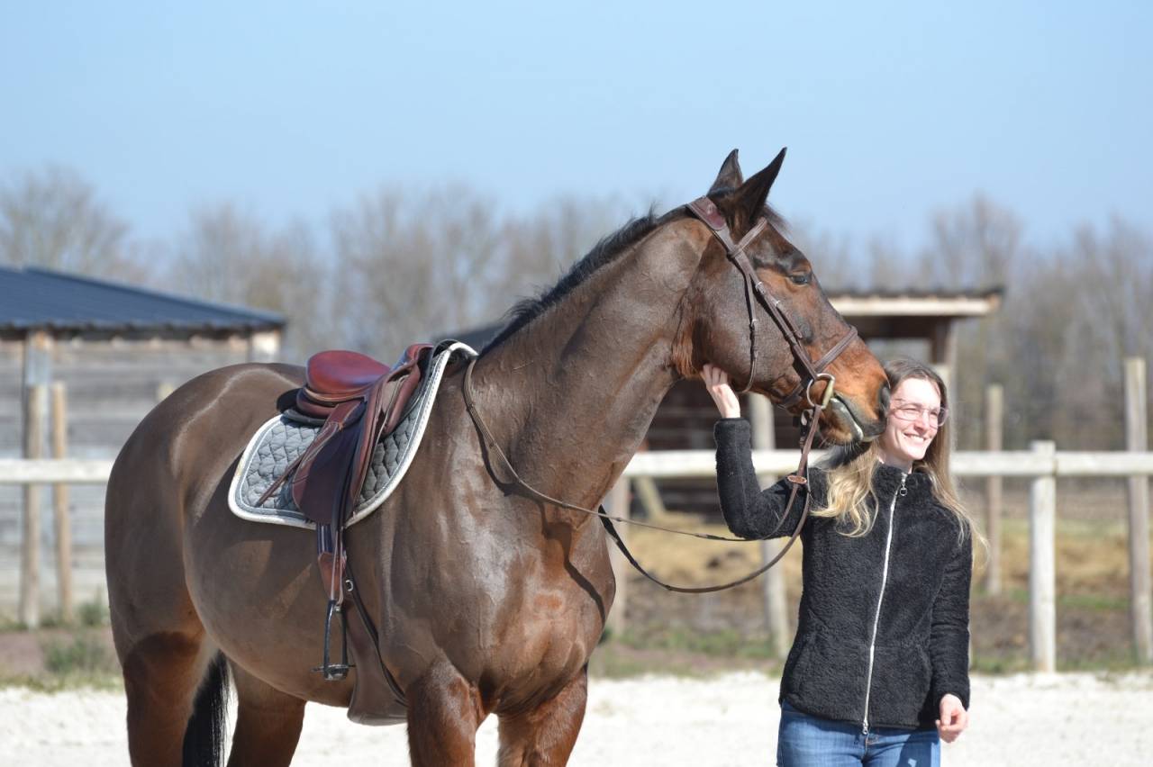 CHEVAL DE CSO 15 ANS
