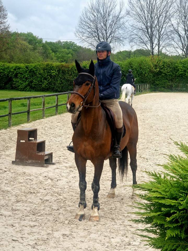 CHEVAL DE CSO 15 ANS