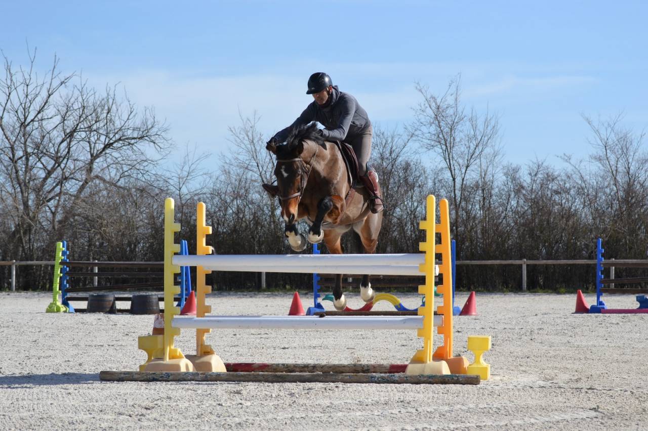 CHEVAL DE CSO 15 ANS