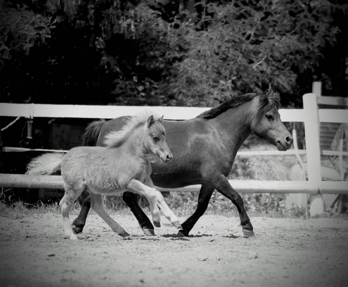 Poulain type shetland robe magnifique 