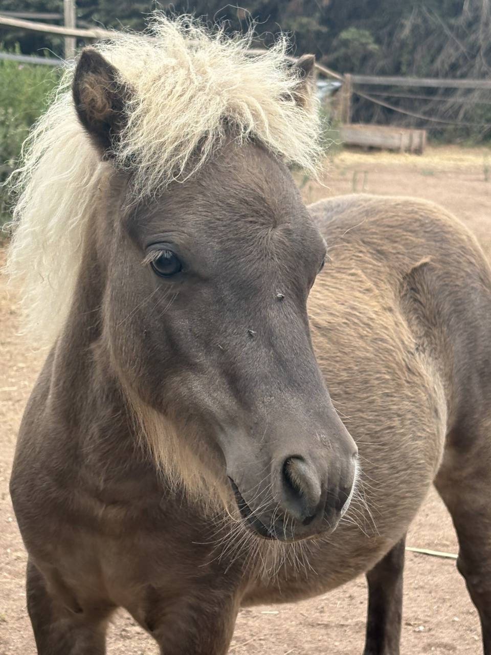 Poulain type shetland robe magnifique 