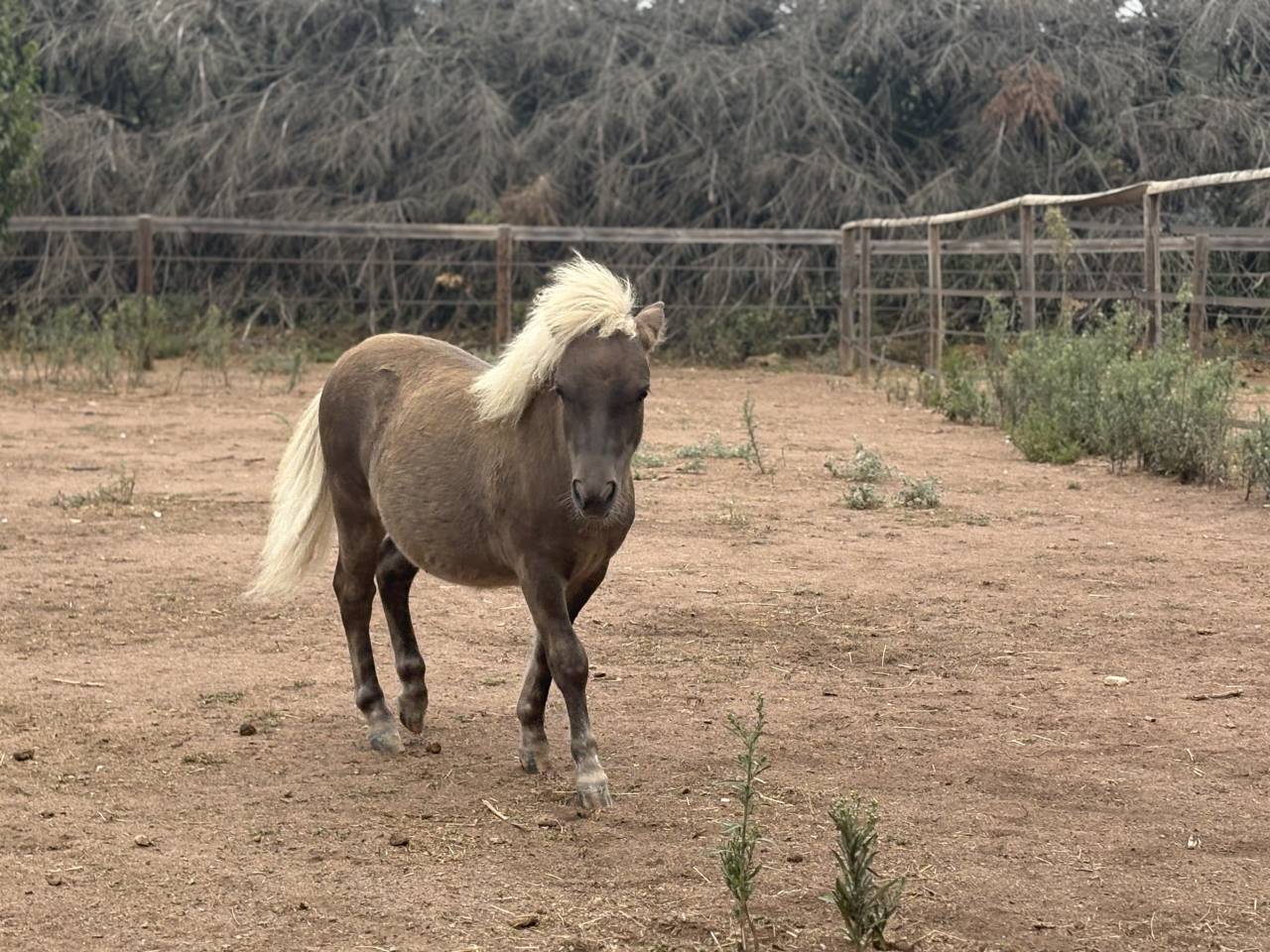 Poulain type shetland robe magnifique 