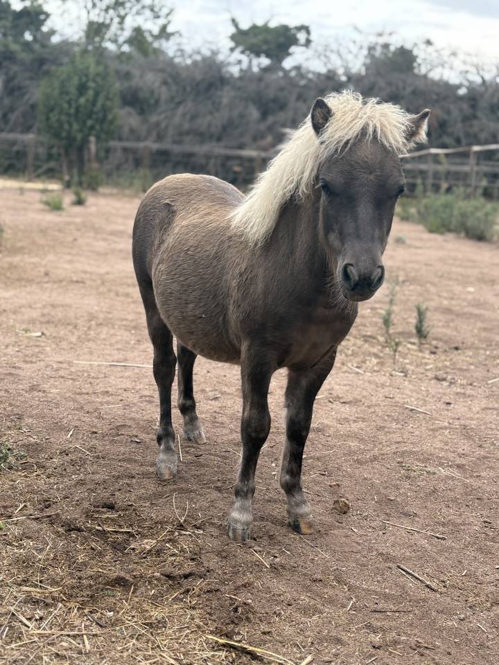 Poulain type shetland robe magnifique 