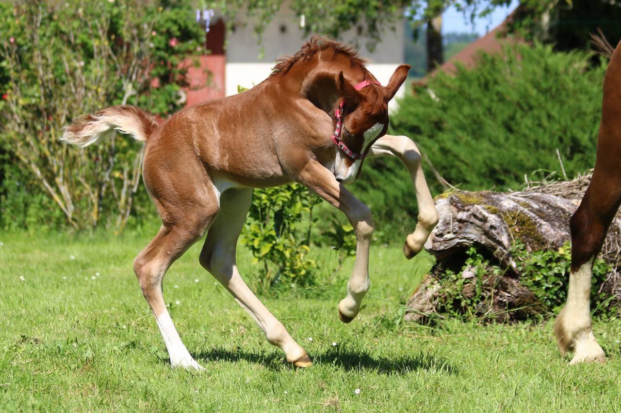 WELSH D PP - 1 an 1/2 - Femelle