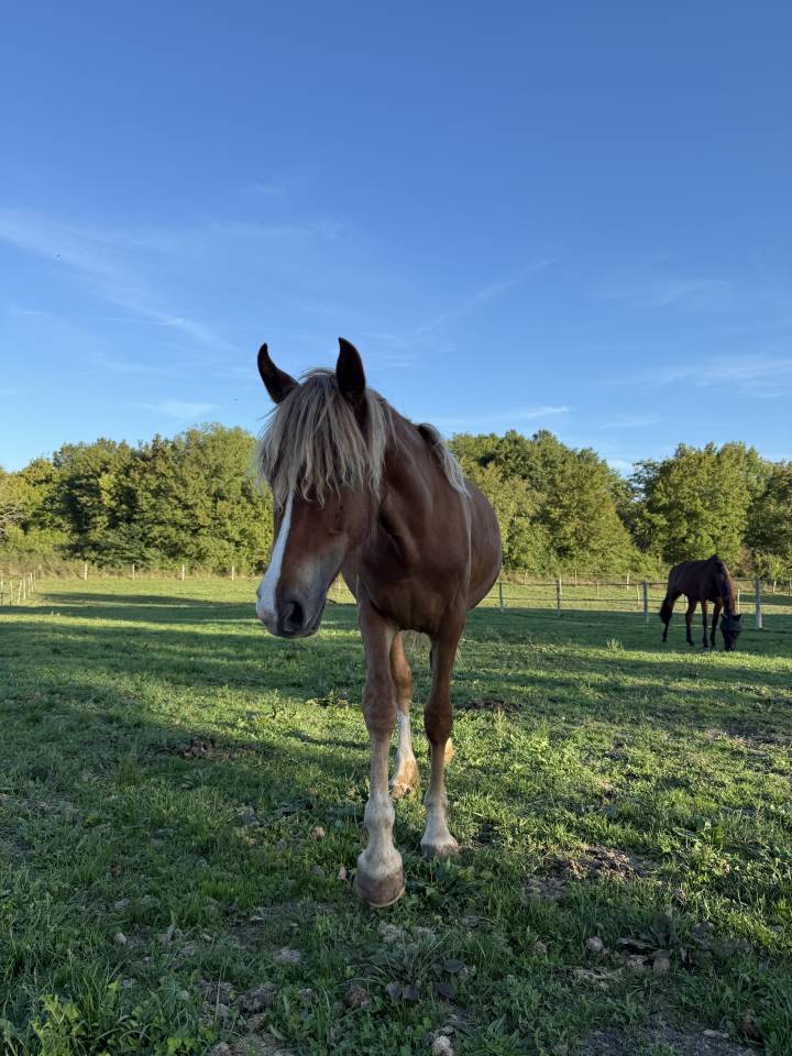 WELSH D PP - 1 an 1/2 - Femelle