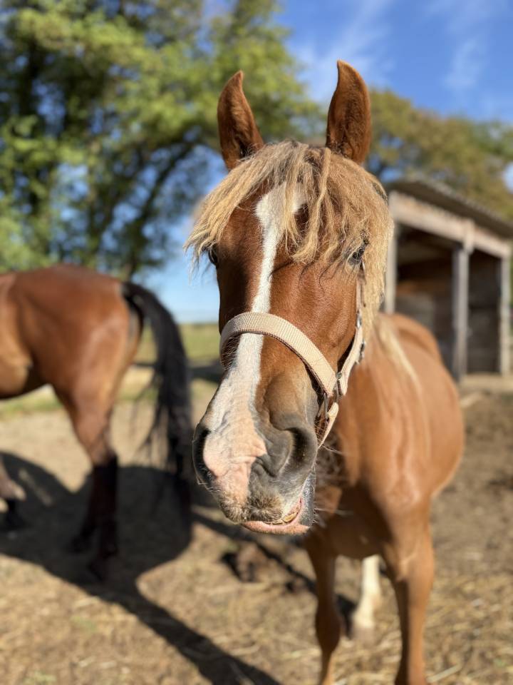 WELSH D PP - 1 an 1/2 - Femelle