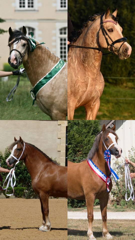 WELSH D PP - 1 an 1/2 - Femelle