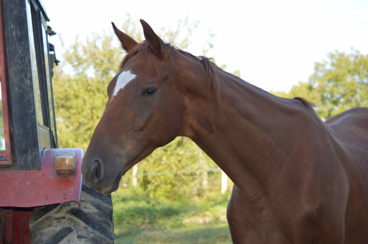 PUR-SANG HONGRE 8ANS