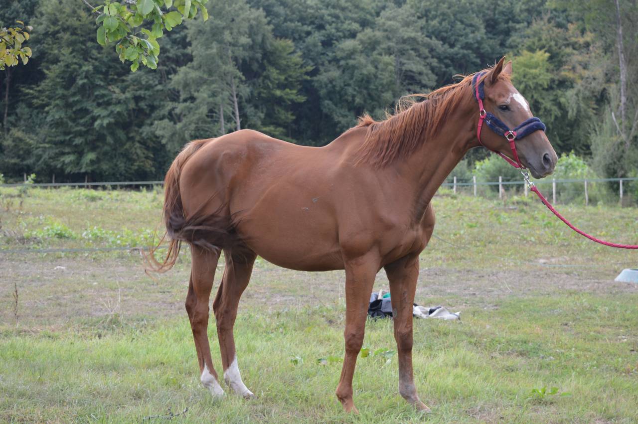 PUR-SANG HONGRE 8ANS