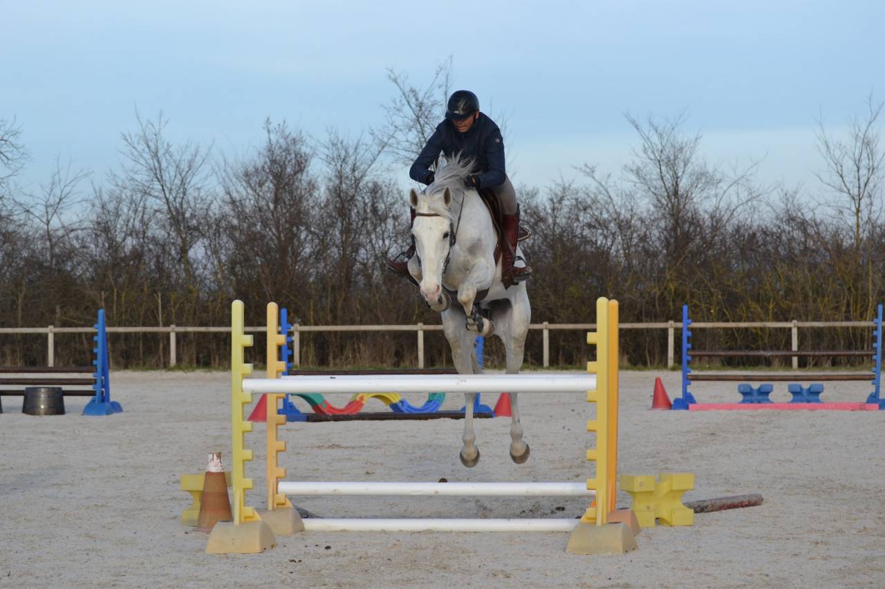 CHEVAL DE CSO 12 ANS