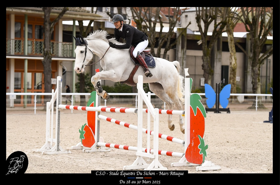 CHEVAL DE CSO 12 ANS