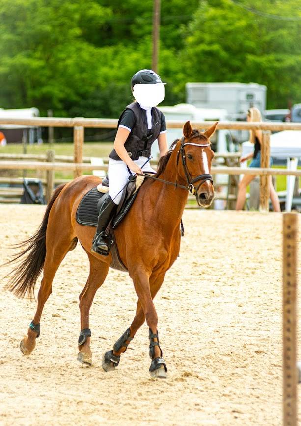 Jument de 13 ans passage cheval ou concours amateur
