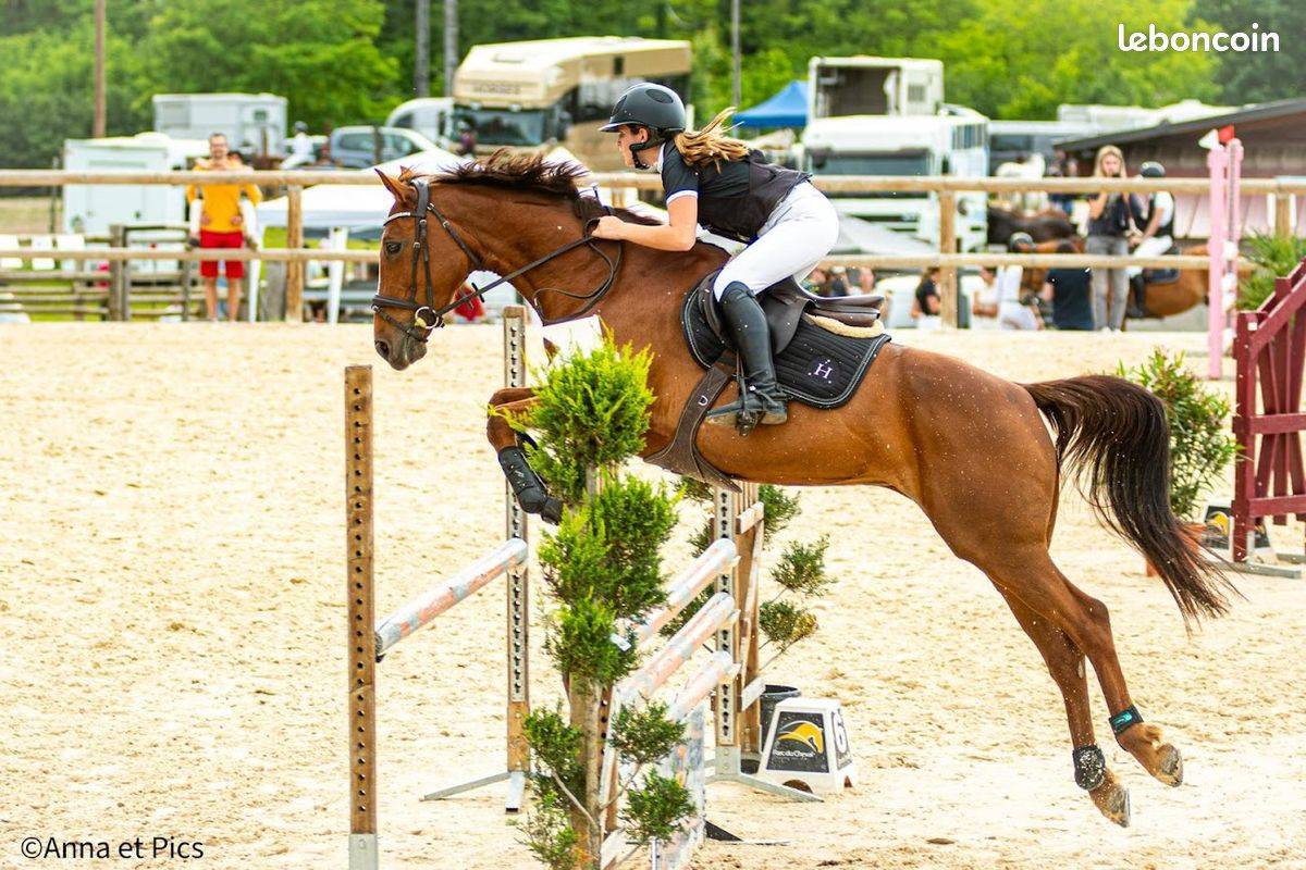 Jument de 13 ans passage cheval ou concours amateur