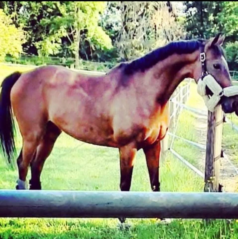 A vendre - Jument Pur-Sang de 13 ans