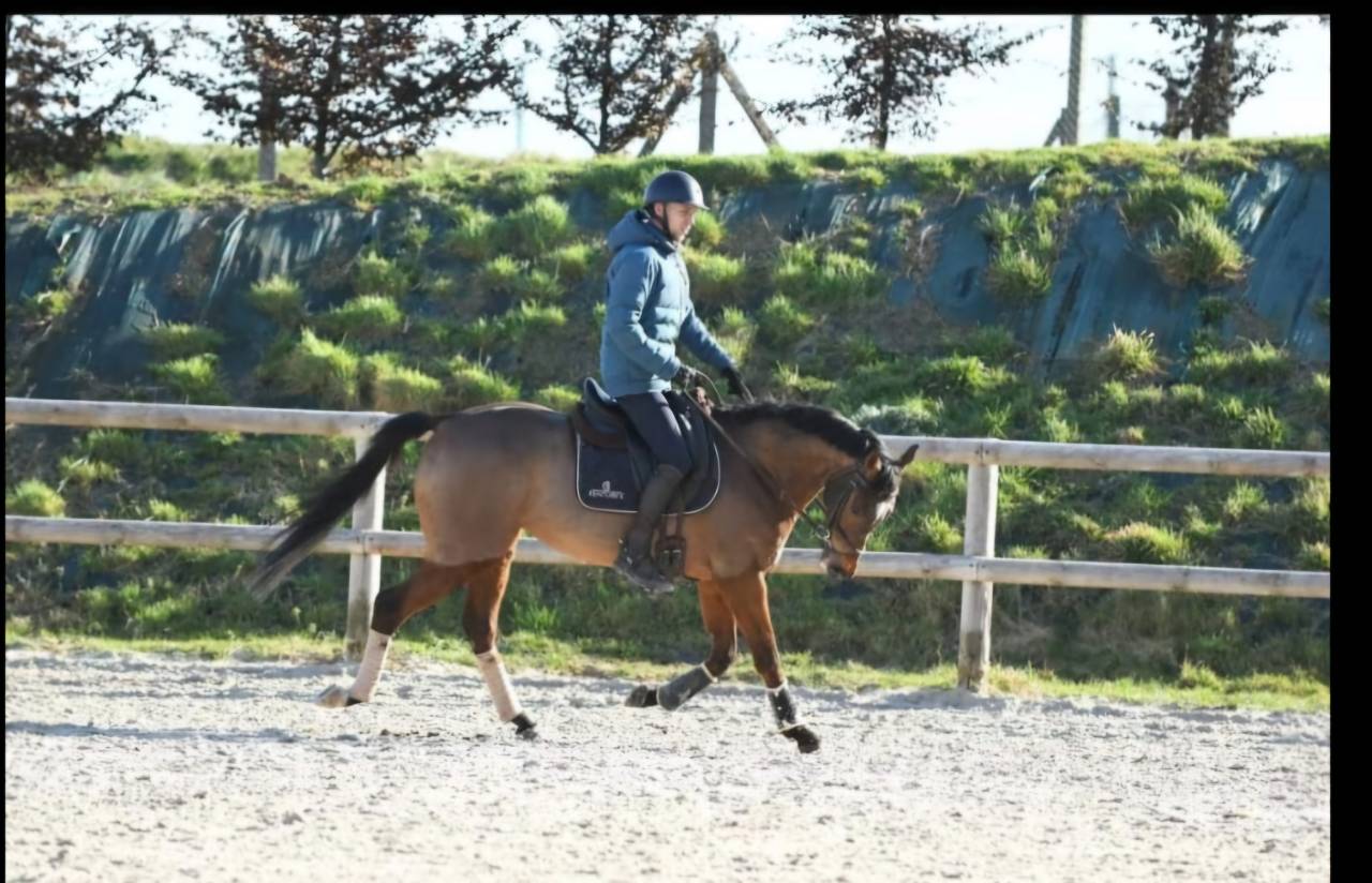 A vendre - Jument Pur-Sang de 13 ans