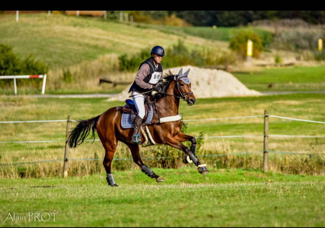 A vendre - Jument Pur-Sang de 13 ans