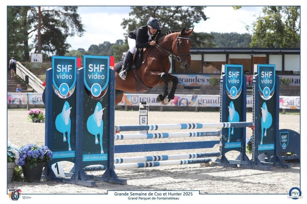  À VENDRE – JUMENT DE SPORT 4 ans 