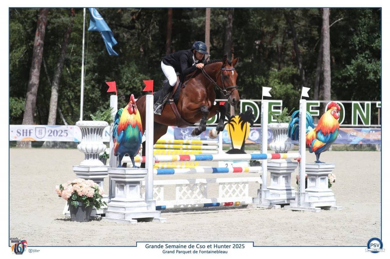  À VENDRE – JUMENT DE SPORT 4 ans 