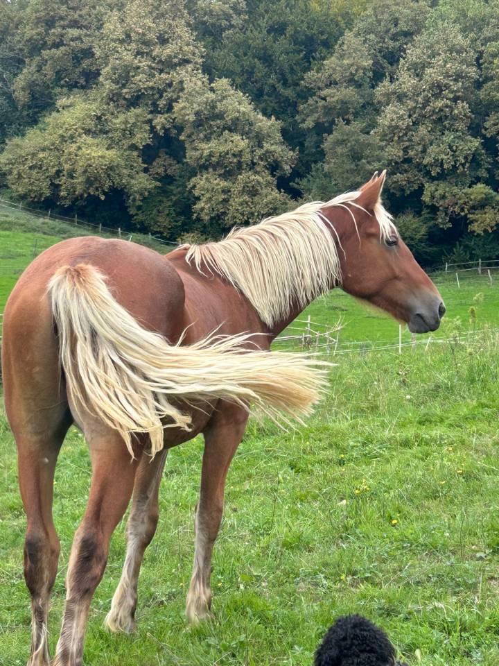 Poulain demi trait crin lavé robuste avec du ressort