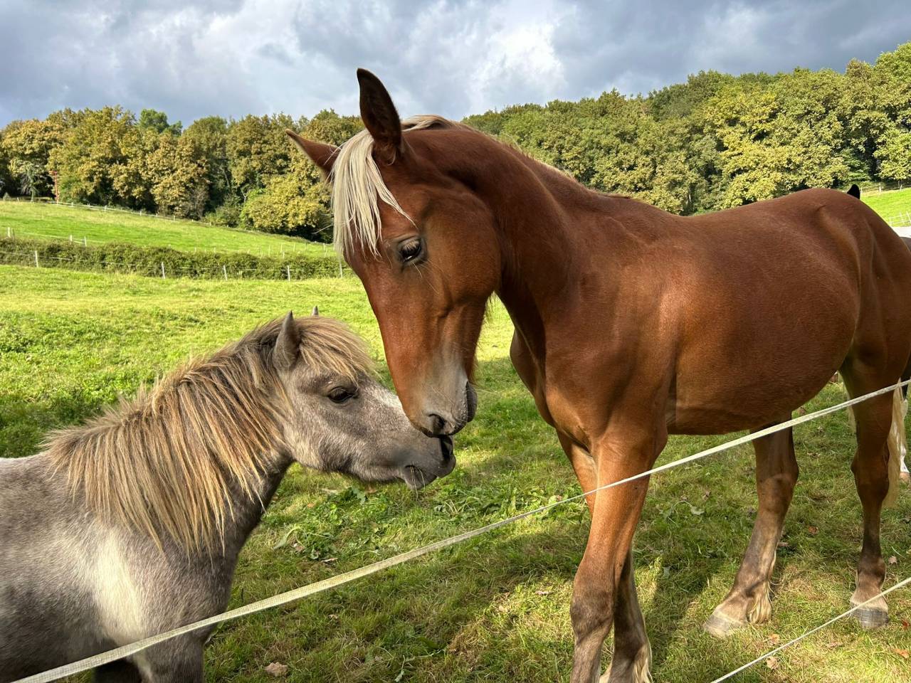 Poulain demi trait crin lavé robuste avec du ressort