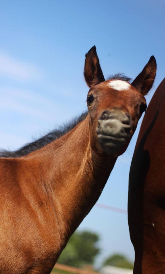 Mâle kwpn Par Proud James x Just Wimphof