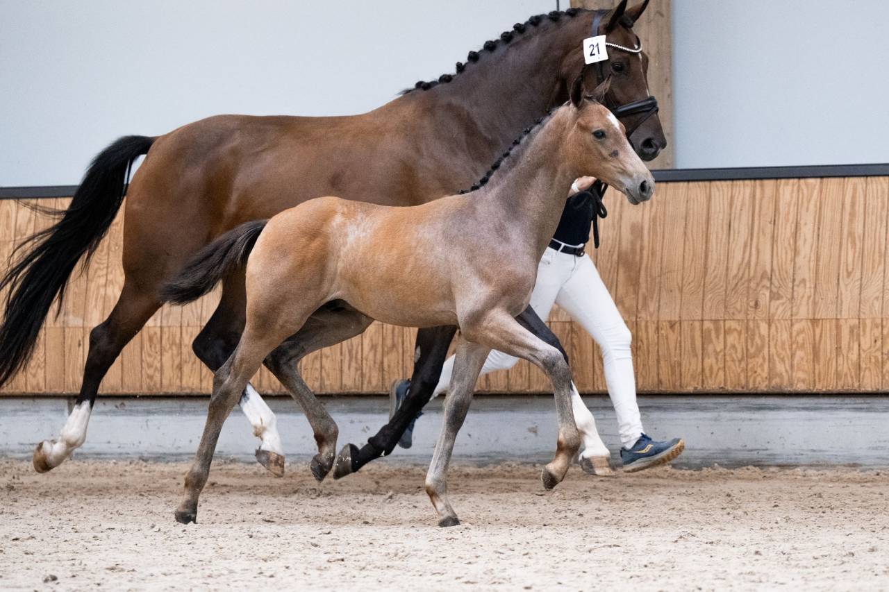 Mâle kwpn Par Proud James x Just Wimphof