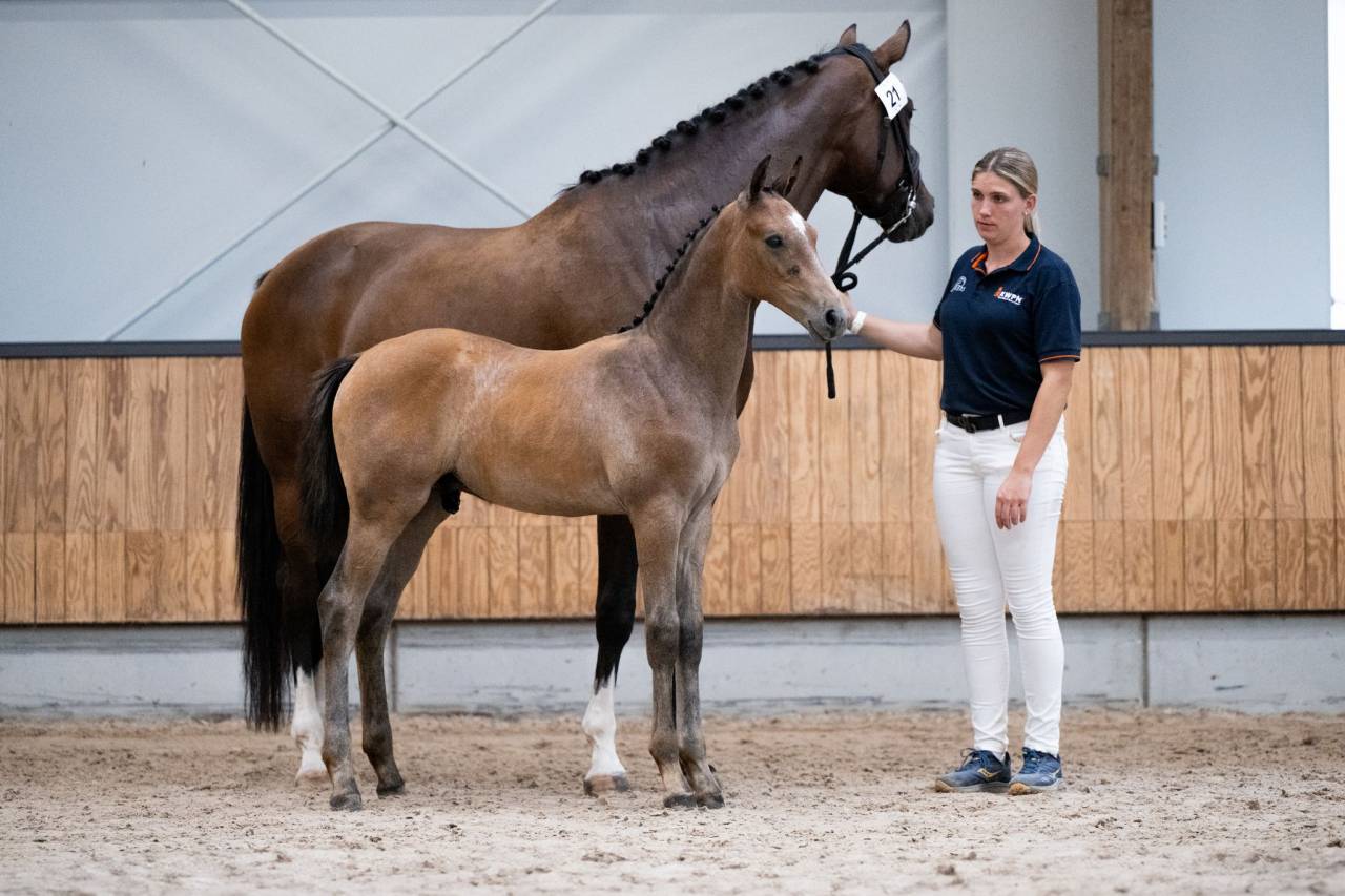 Mâle kwpn Par Proud James x Just Wimphof