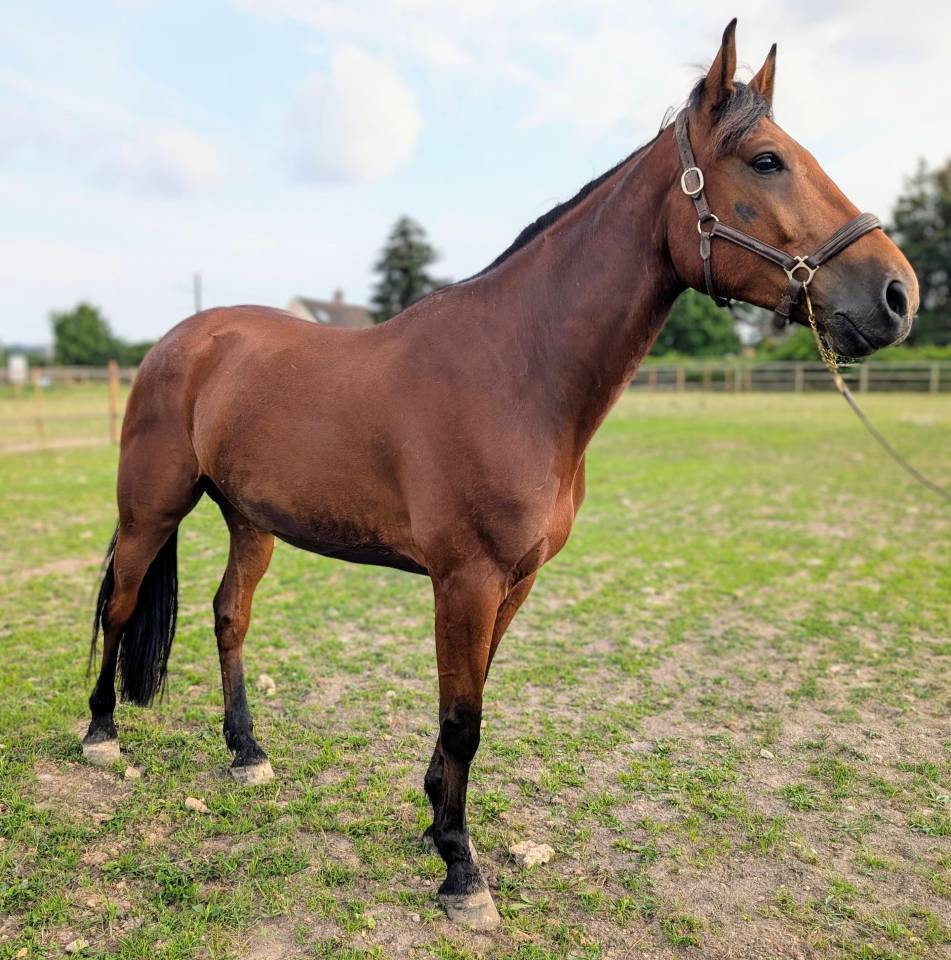 Cheval à vendre - très bel hongre TF de 5 ans