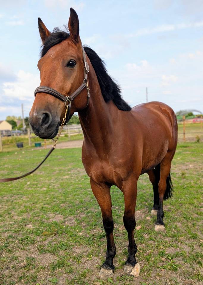 Cheval à vendre - très bel hongre TF de 5 ans