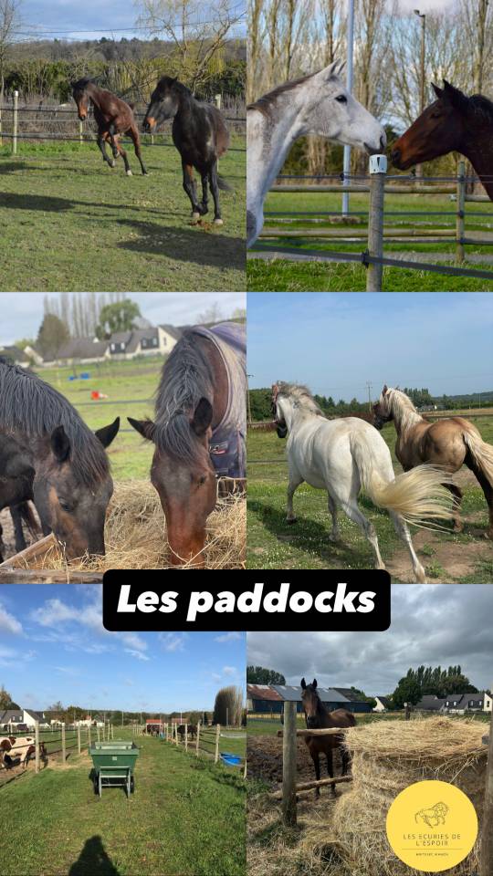 Dépôt vente chevaux en Sarthe 72