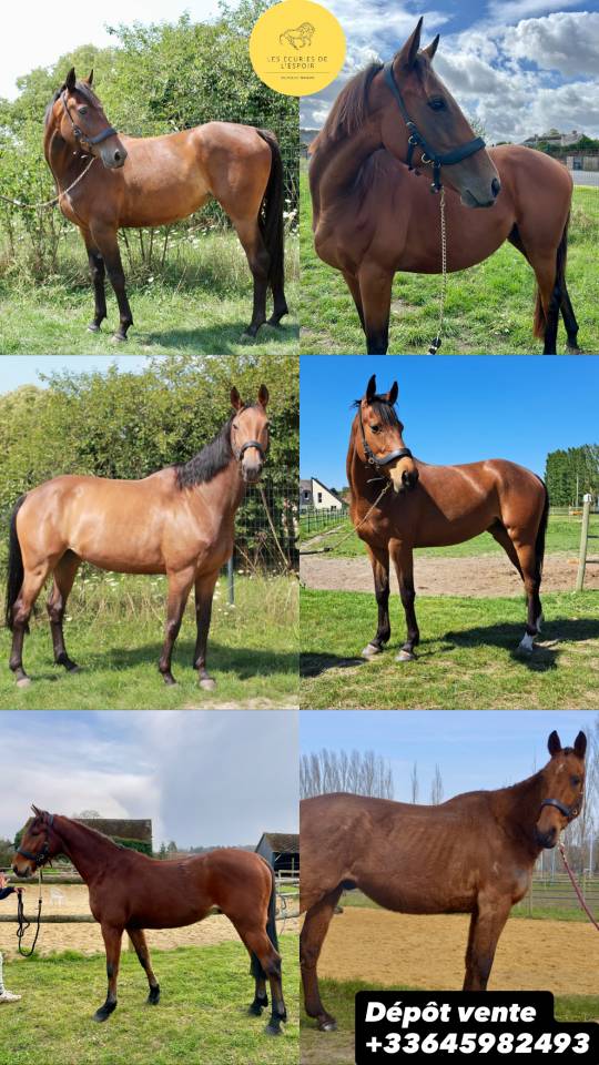 Dépôt vente chevaux en Sarthe 72