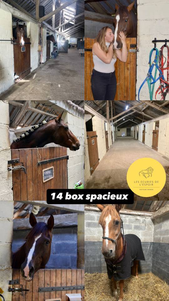 Dépôt vente chevaux en Sarthe 72