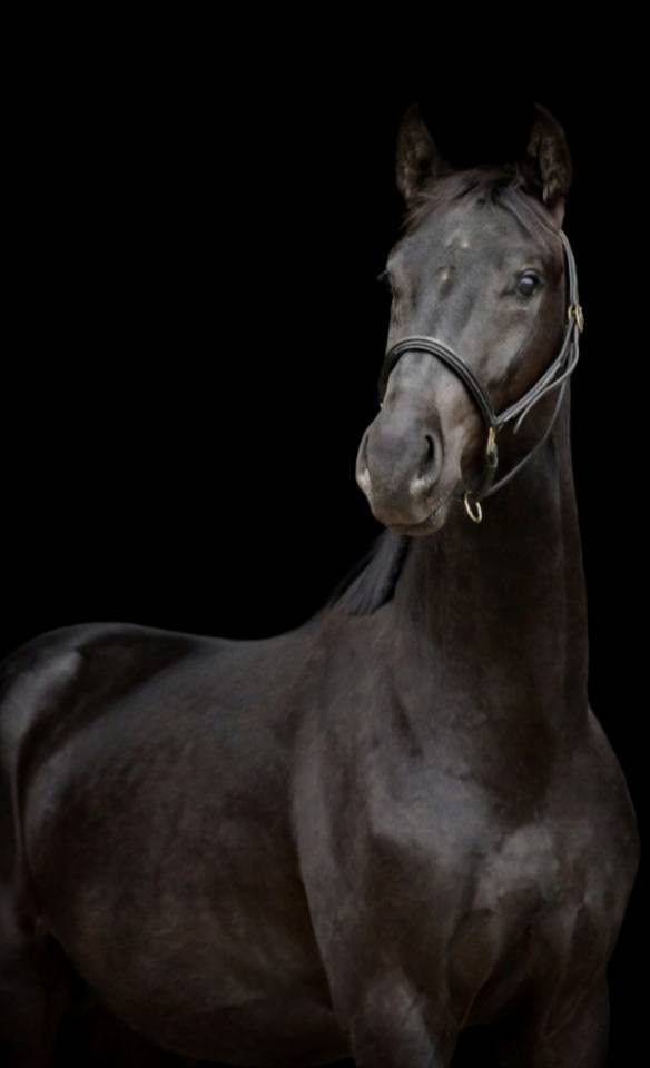Cheval hongre noir