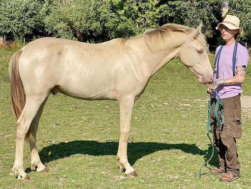 Poulain champagne 50% lusitanien 