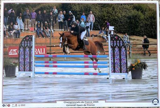 Poulain champagne 50% lusitanien 