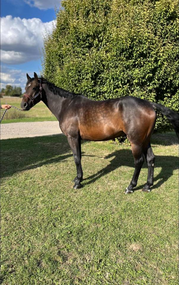 Hongre de 5 ans beau modèle d'1.66