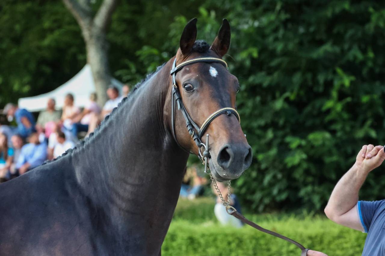 Hongre de 5 ans beau modèle d'1.66