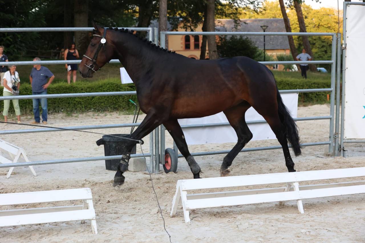 Hongre de 5 ans beau modèle d'1.66