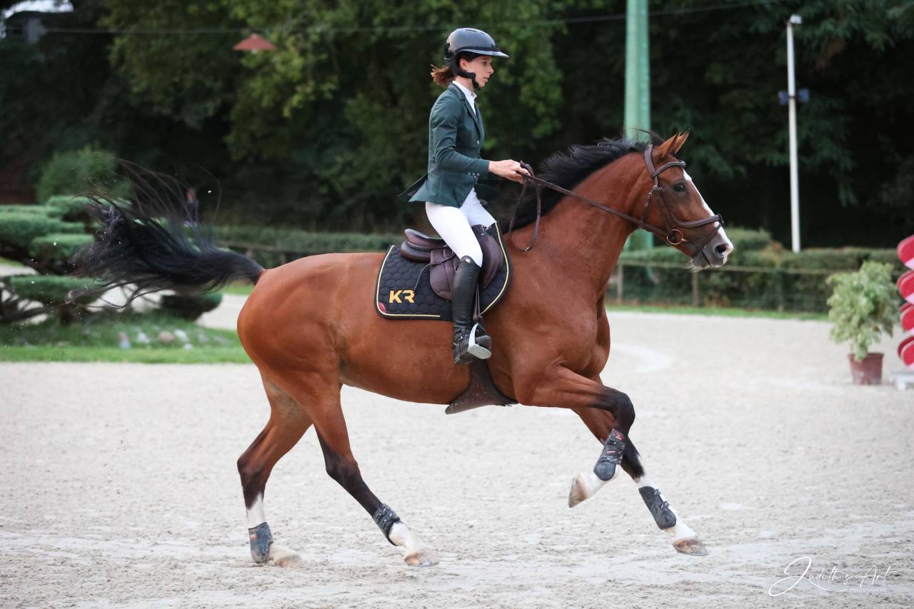 Jument 8 ans sport / Élevage 