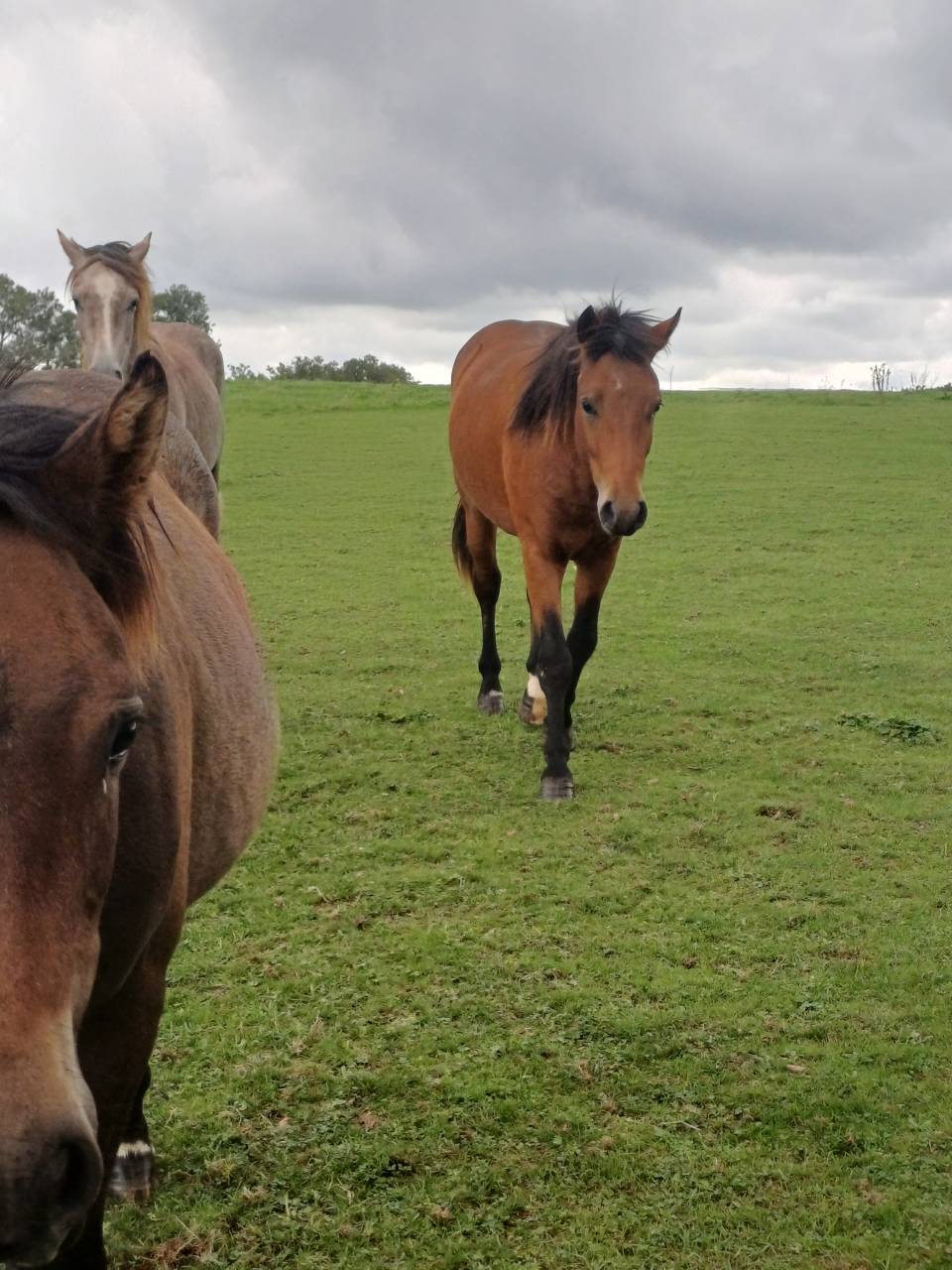 Poney mâle New Forest 